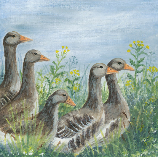 Greeting card - Greylag Geese