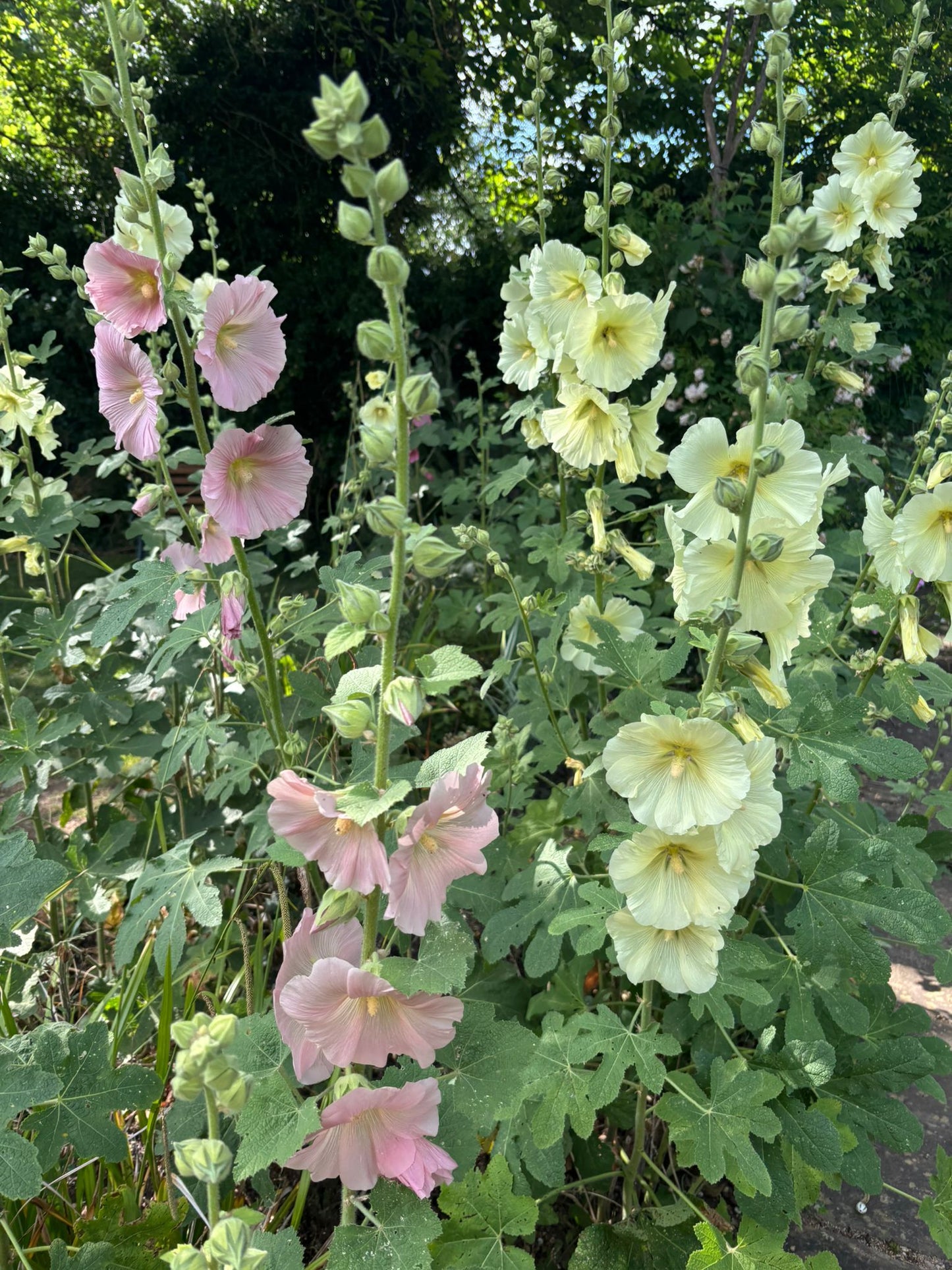 Blacksmith made tealight holder - plain