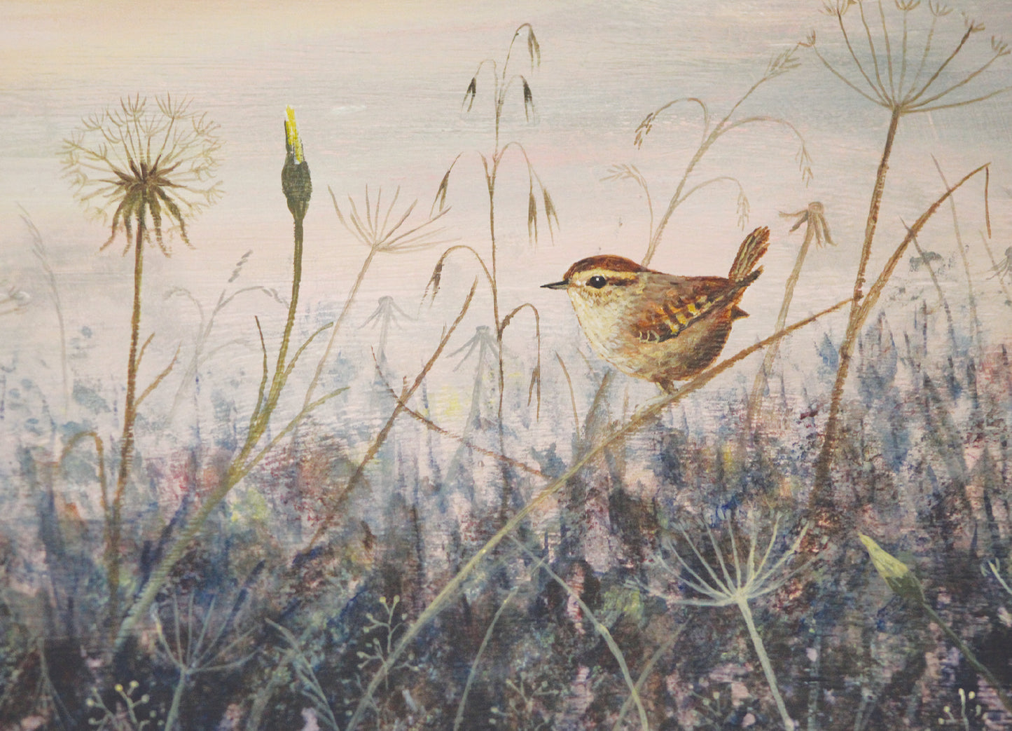 Greeting card - Wren and Goatsbeard